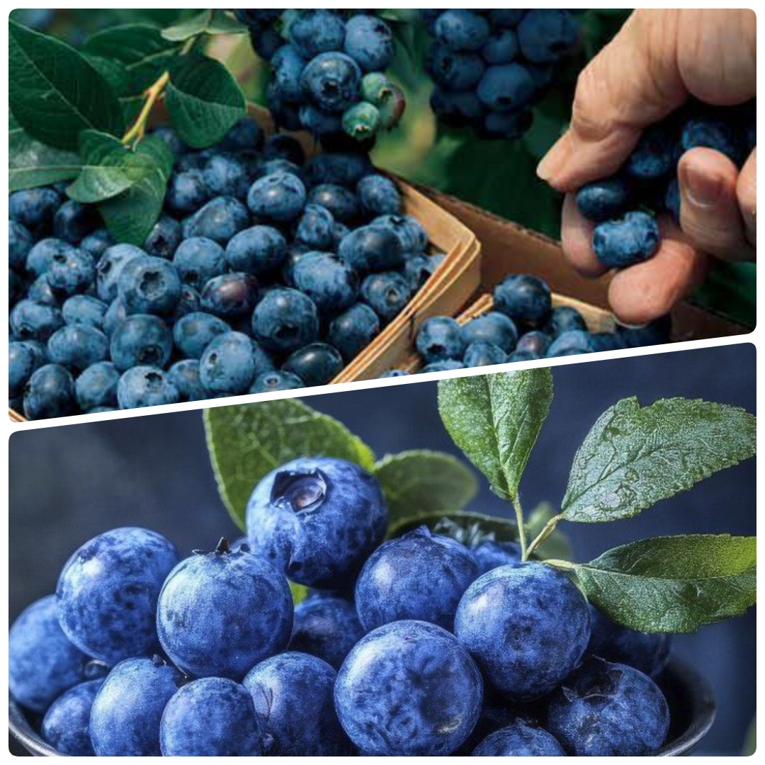 The Most Healthy Fruits