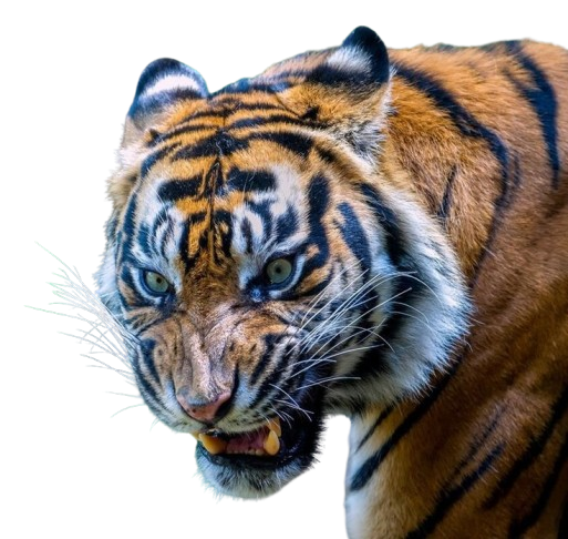 download 4 removebg preview.png